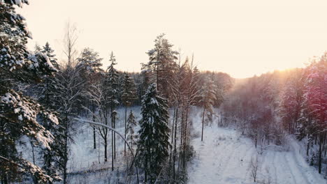 Aerial-photo-of-a-winter-forest.-flying-over-the-snowy-forests-of-the-sun-sets-orange-over-the-white-trees.-Frosty-morning.-Winter-landscape